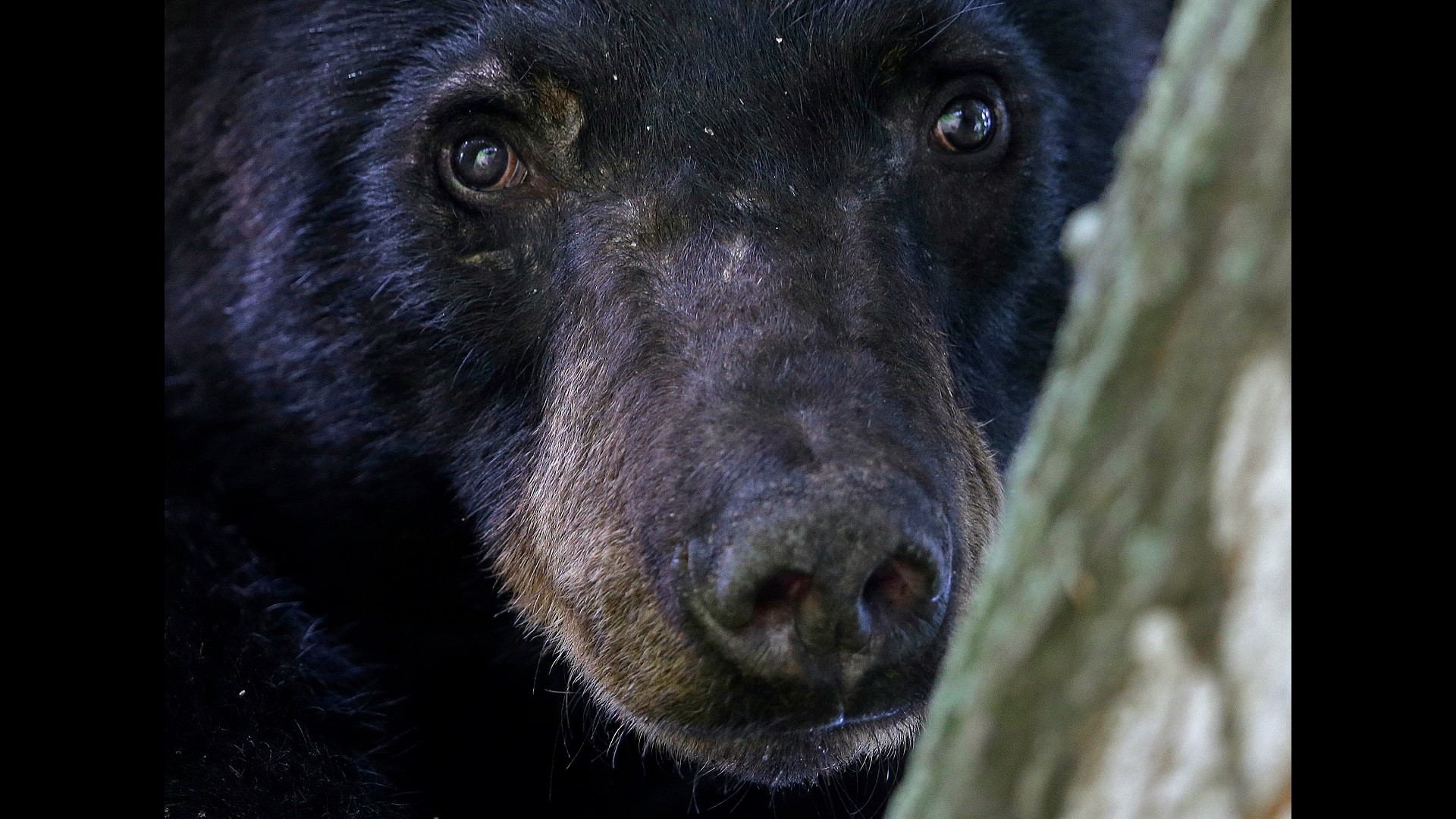 People in a Pender County, N.C., neighborhood say a black bear has been showing up in their backyards, and on a security camera. Via: WECT/Bo Matthews.