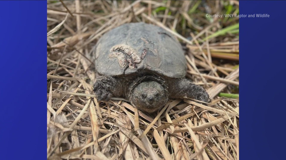 Bubbles the turtle recovers from serious injuries and is released back into the wild