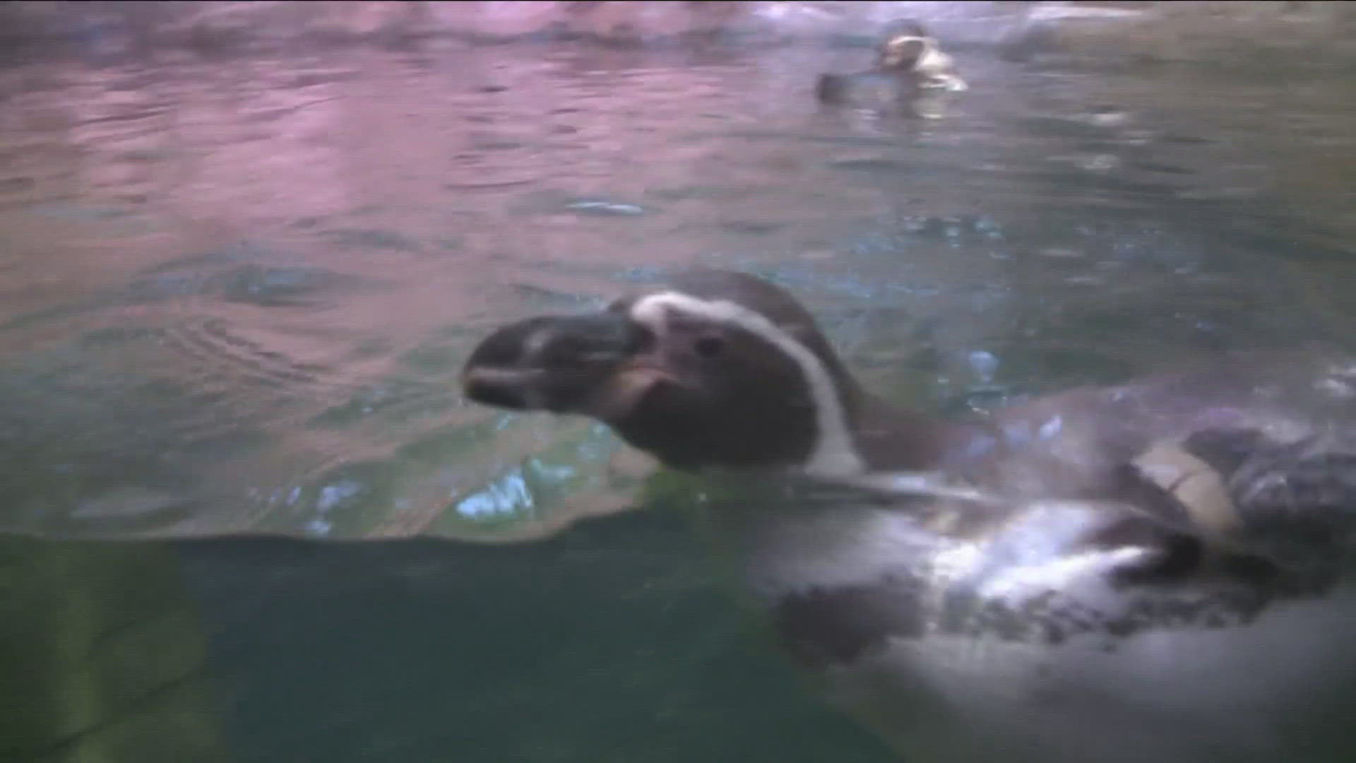 The aquarium took over the Niagara Gorge Discovery Center a few years ago. It's located right down the hill from the main building and will open Saturday, July 13th