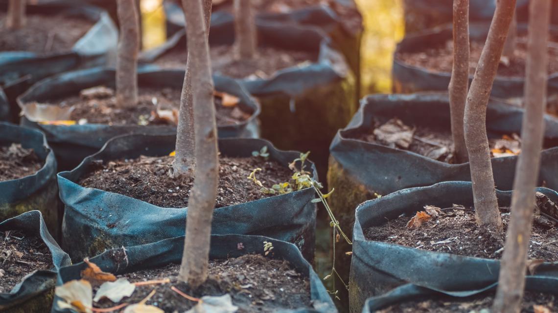 New York Power Authority distributes 1,650 trees to boost sustainability in nearly 50 communities