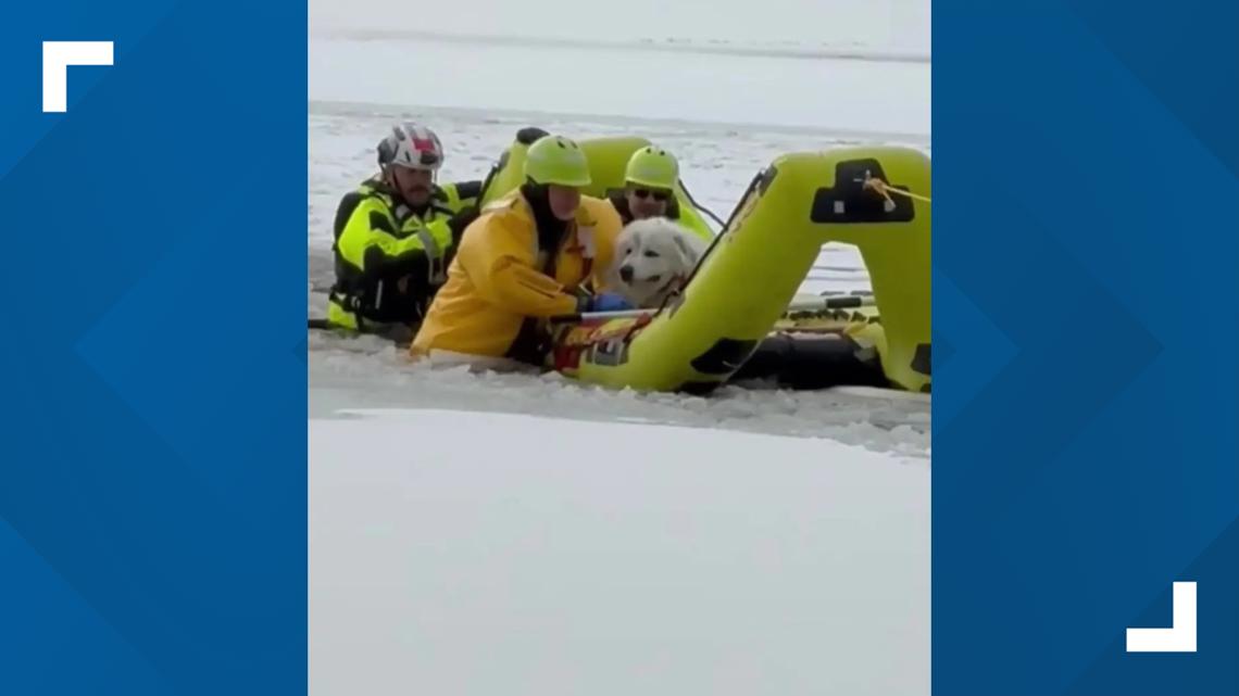 Teams use a boat and cheese to save dog stranded on icy New York pond