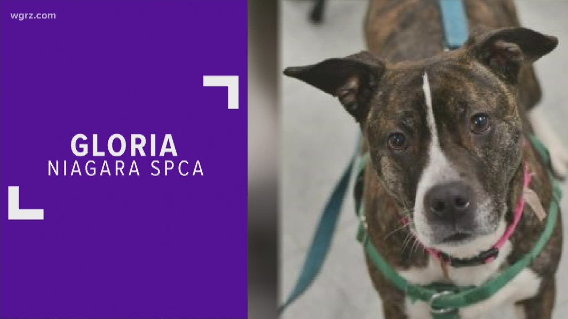 Gloria is a 2-year-old terrier, American pitbull mix at the Niagara County SPCA. She is very shy and nervous, but she is also very sweet and good with kids.
