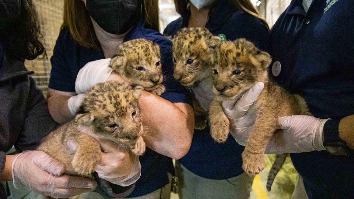 The Buffalo Zoo welcomes 4 lion cubs | wgrz.com
