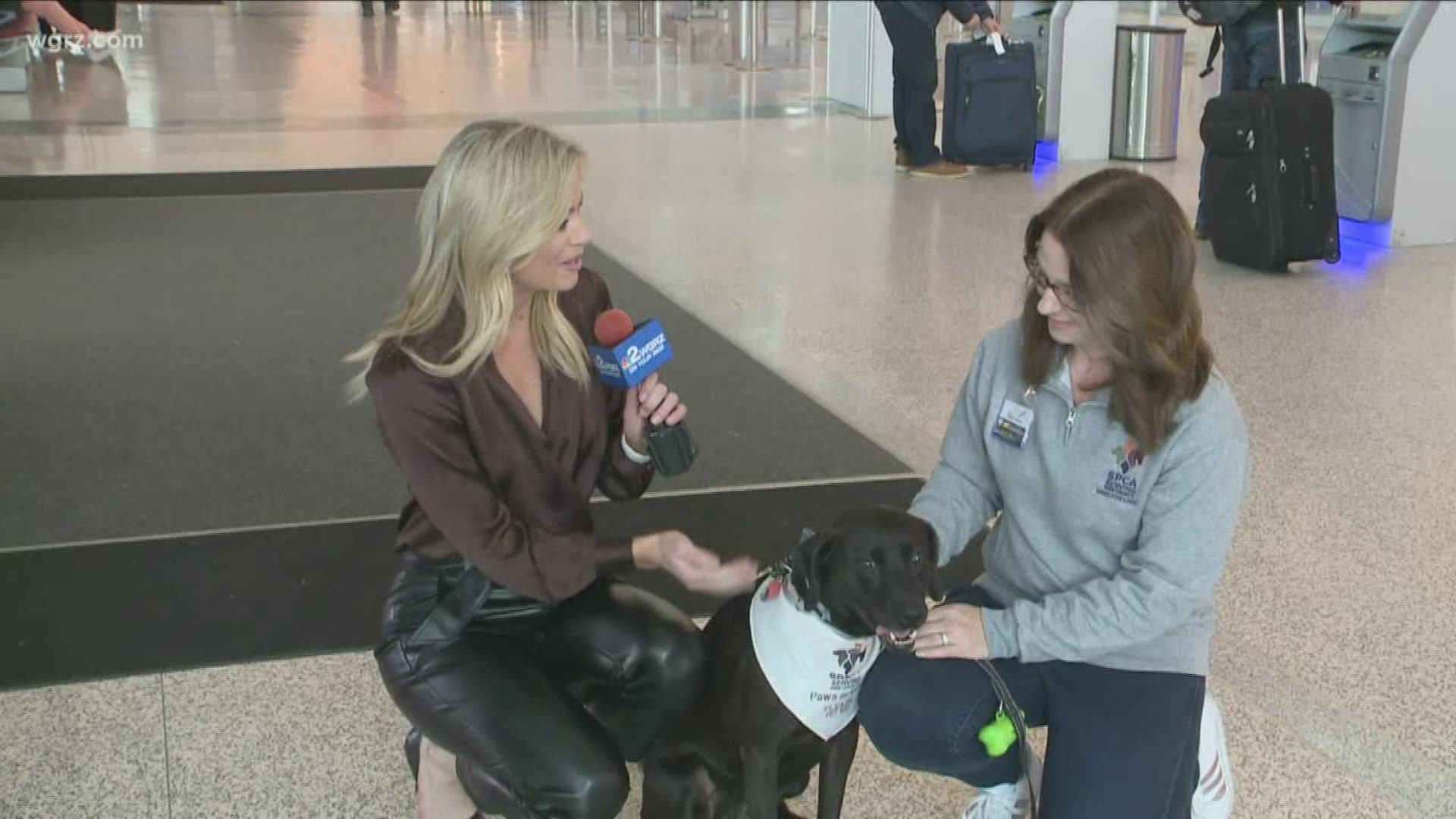 Paws for love dogs comforts airport travelers