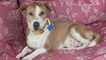 Local canine rescues see a rise in returns of pandemic pets