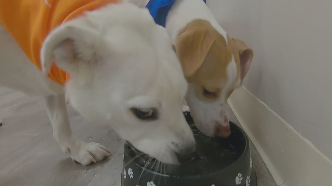 Buffalo rescue dogs head to the national stage in this year’s Puppy Bowl