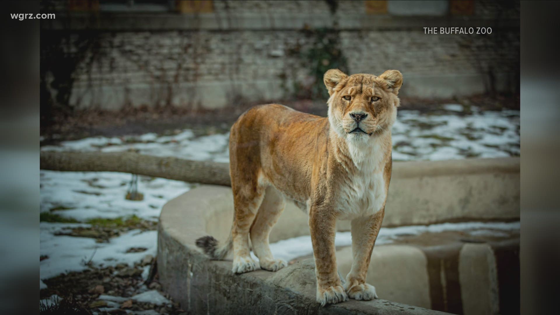 Acacia the Lion at the Buffalo Zoo dies