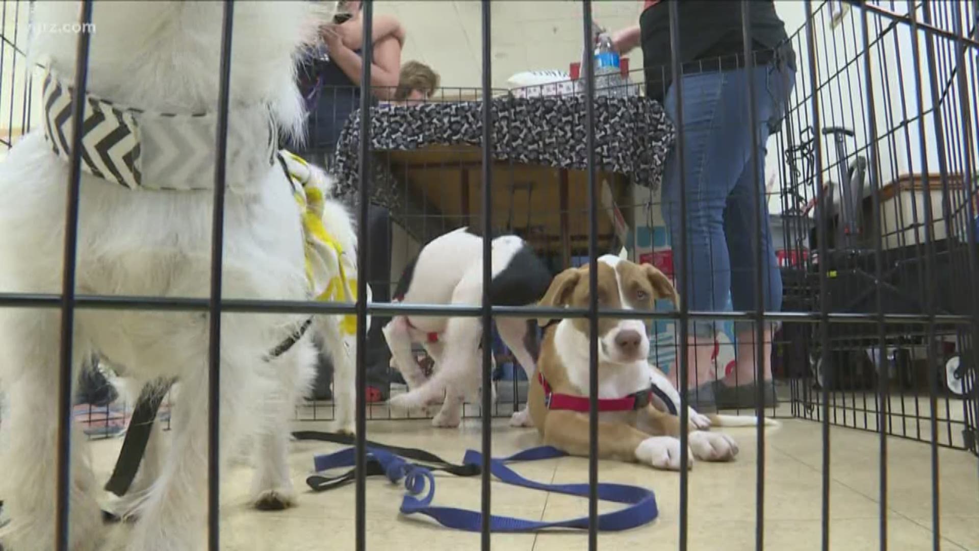Several pet adoption agencies came together today to host Western New York's "furtastic adopt a thon."
They teamed up with the Erie County health department.