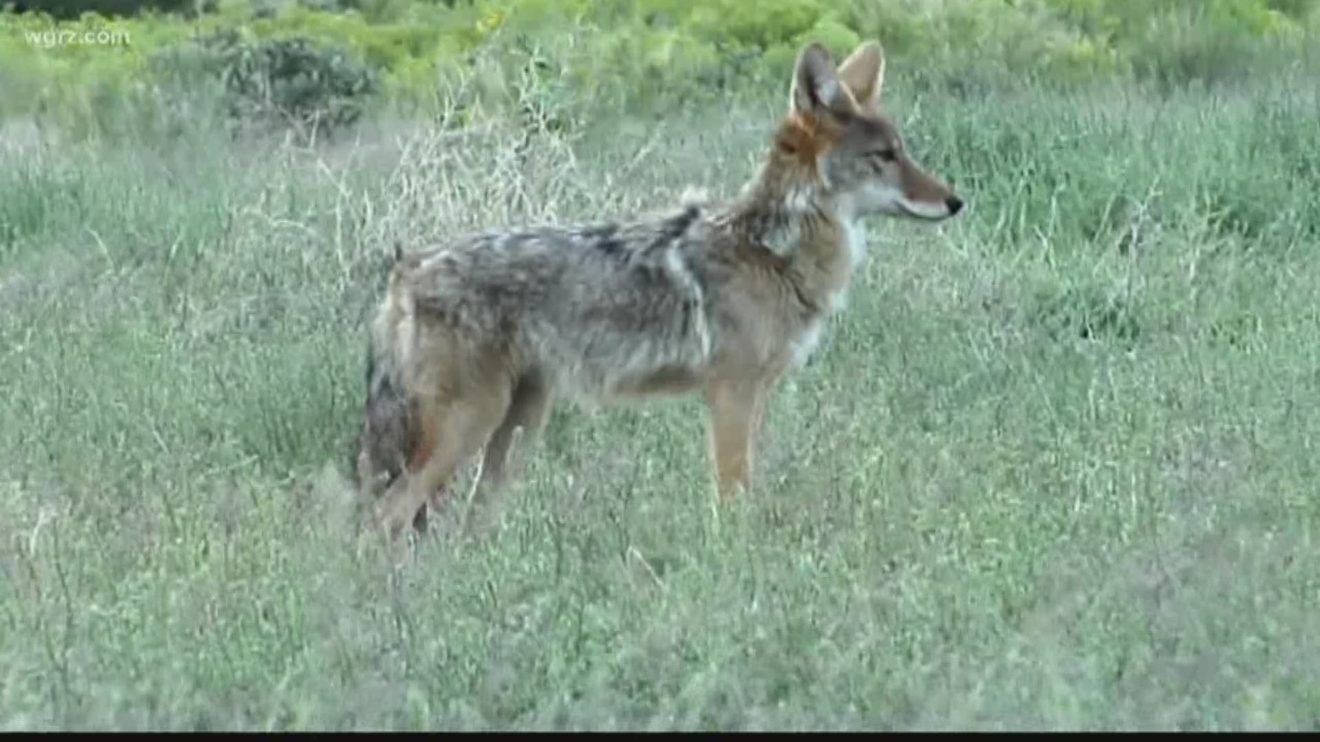 Conflicts with coyotes can be Western New |