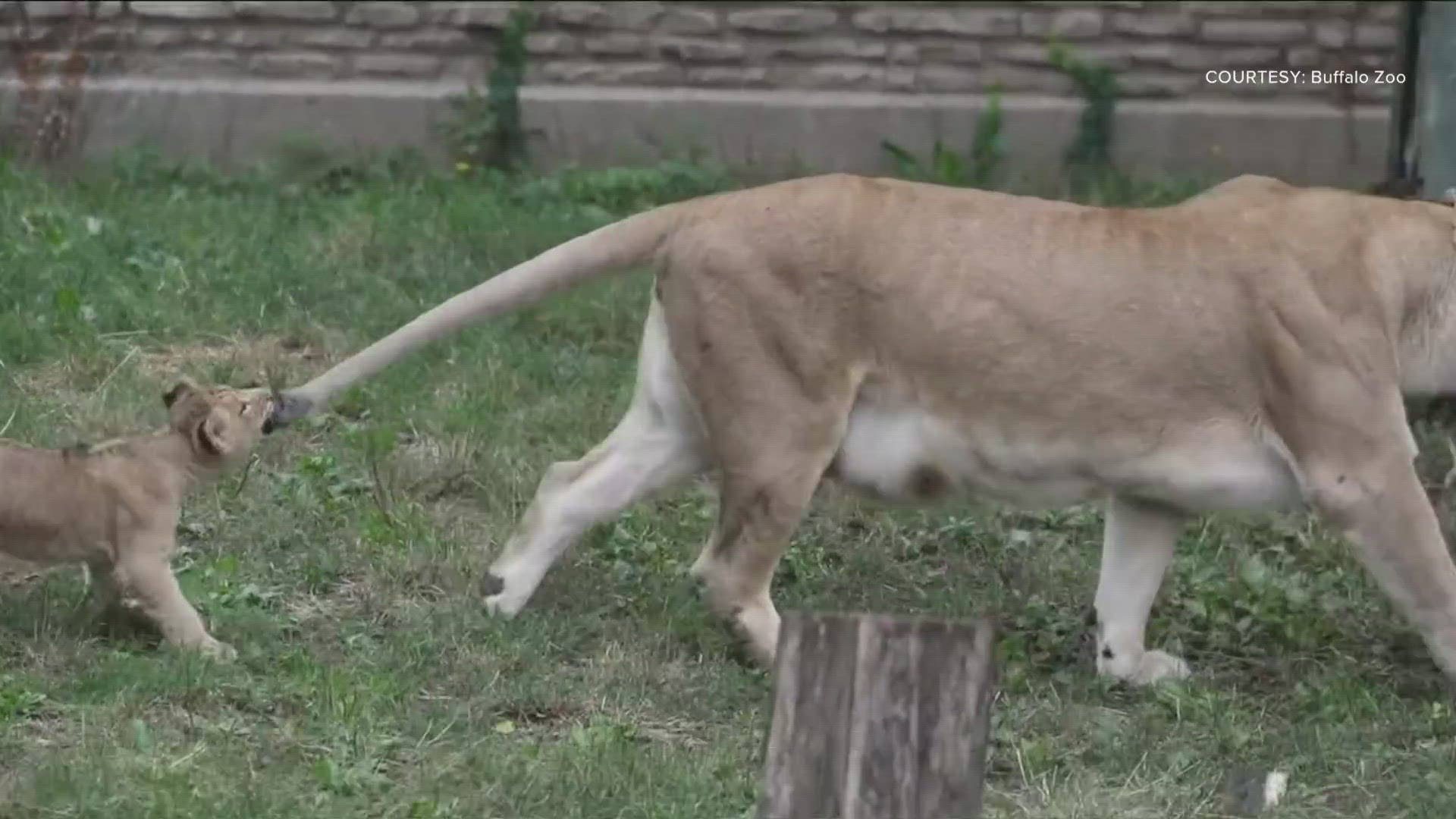 The Buffalo Zoo shared this video of their four lion cubs playing with mom Lusaka.