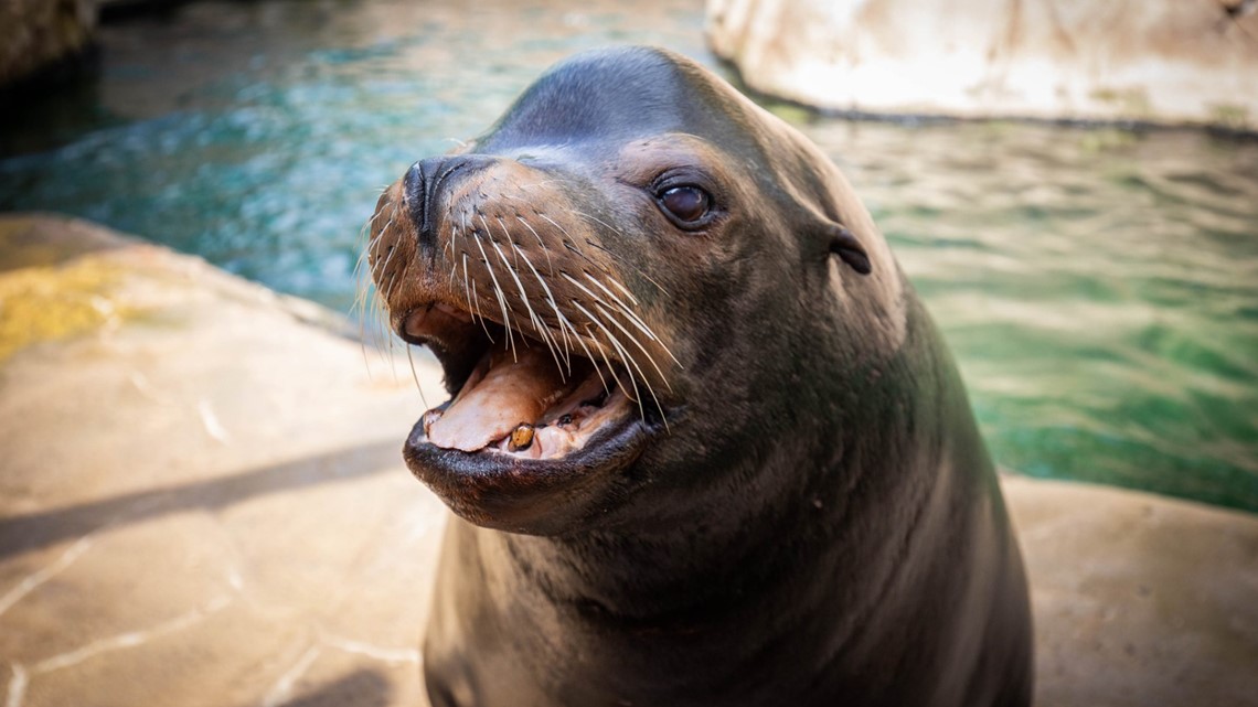 SF Zoo's blind sea lions look on the bright side