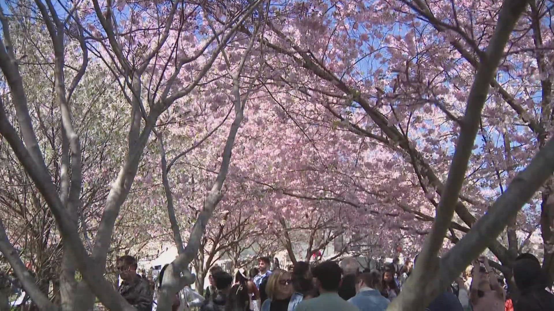 Blossom in spring: 12th annual Cherry Blossom Festival returns | wgrz.com