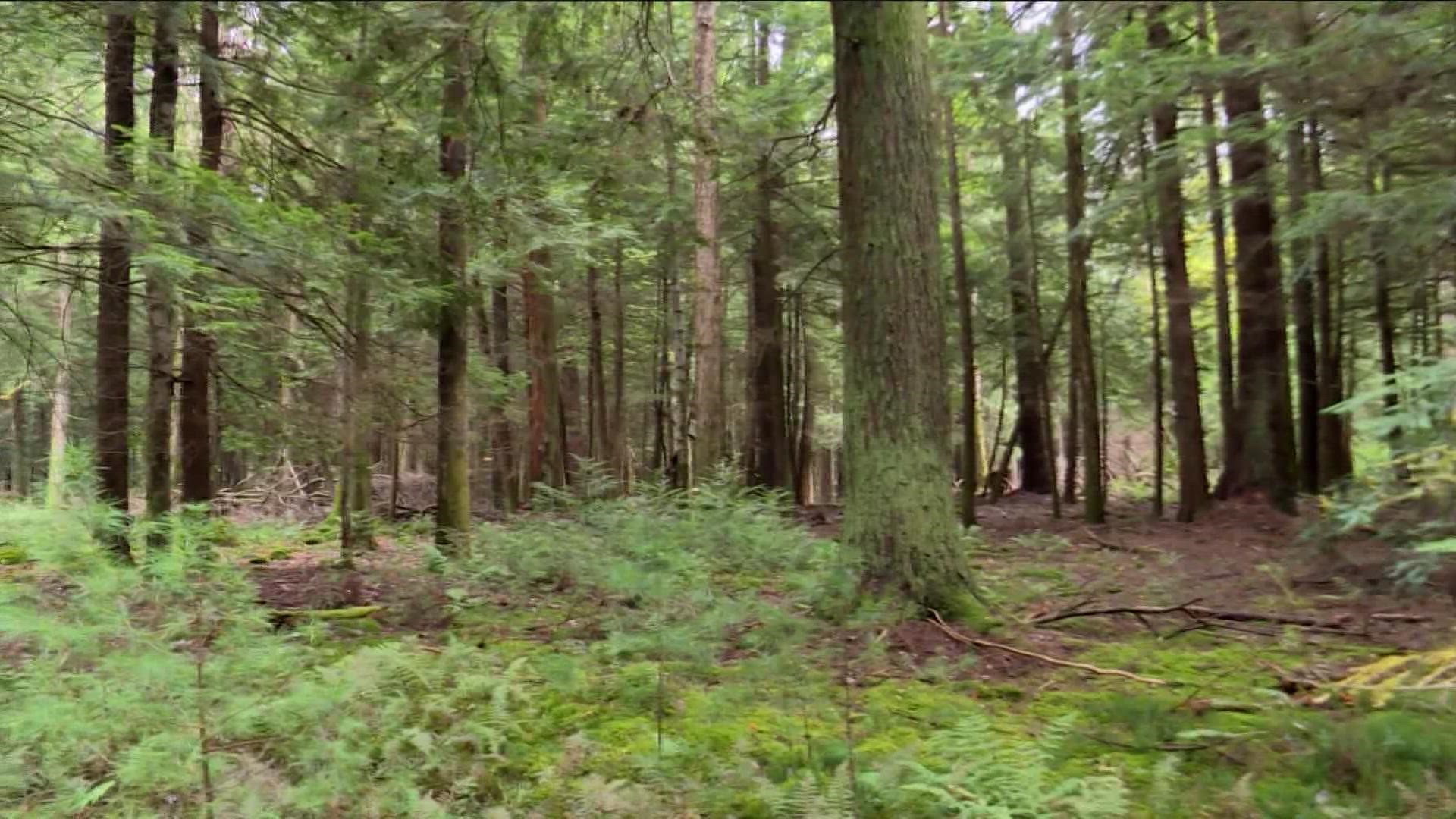 It takes a community to protect the environment. 
In Fredonia, two groups are working together to preserve an ancient woodland.