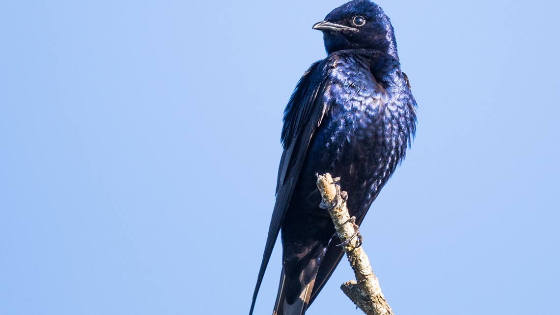 Purple Martins making a comeback in WNY