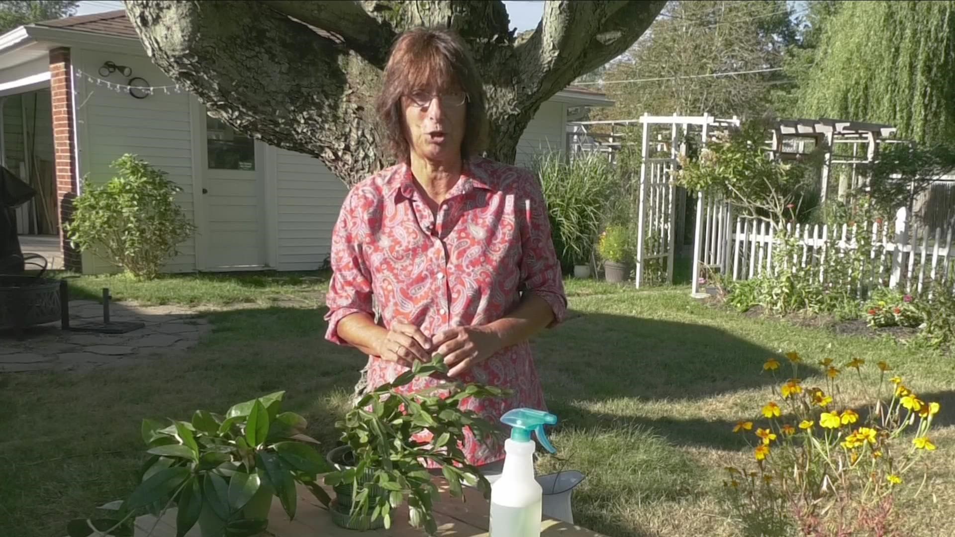 Jackie Albarella talks about which plants to bring inside as the temperatures start to cool.