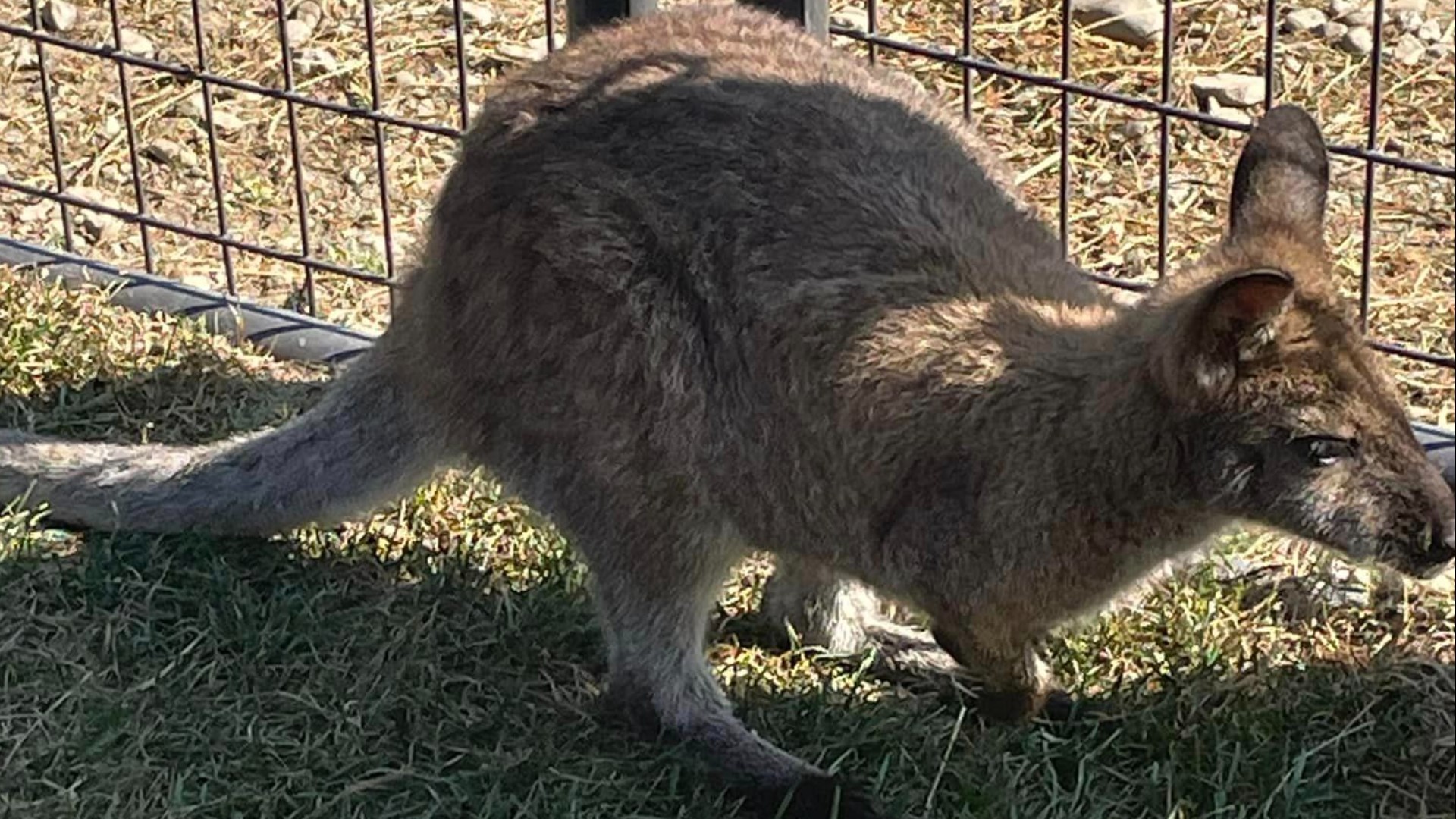 Small Town Shelter, Inc.  asks that anyone who lives in the area to keep an eye out for the marsupial, including checking trail cameras and security cameras.