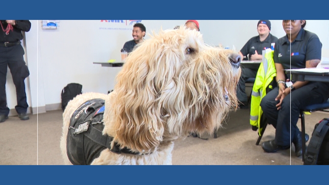 Therapy dog Rosco lifts spirits of first responders in support program