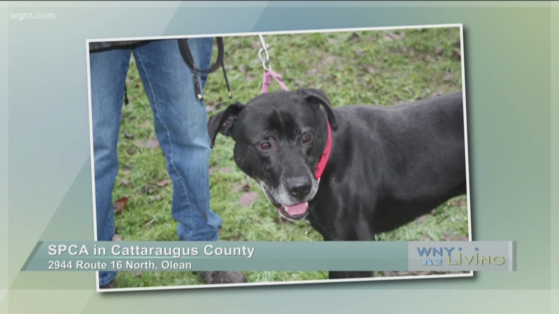 WNY Living - January 14 - SPCA in Cattaraugus County