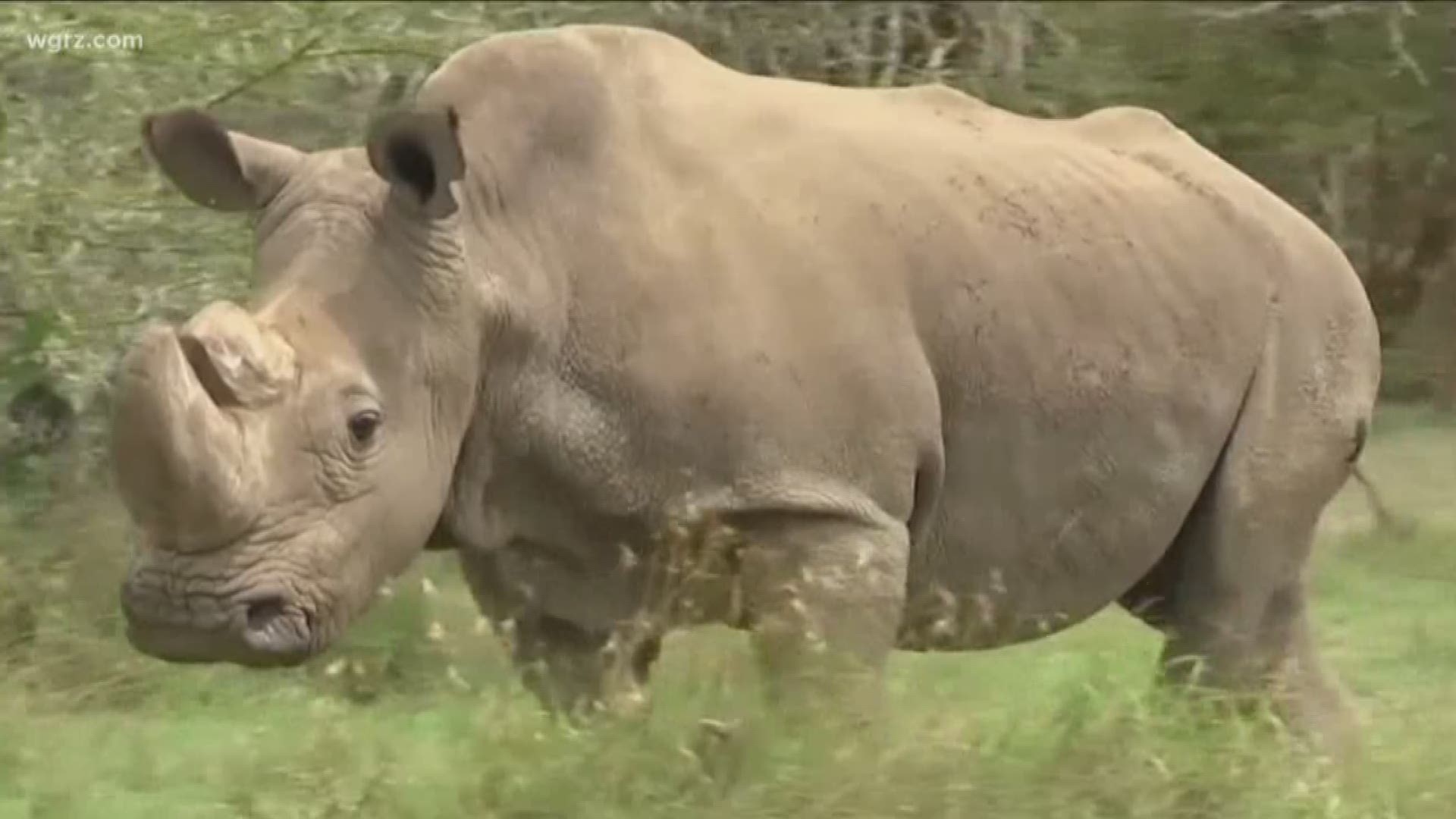 Northern White Rhinos are on the verge of extinction.
