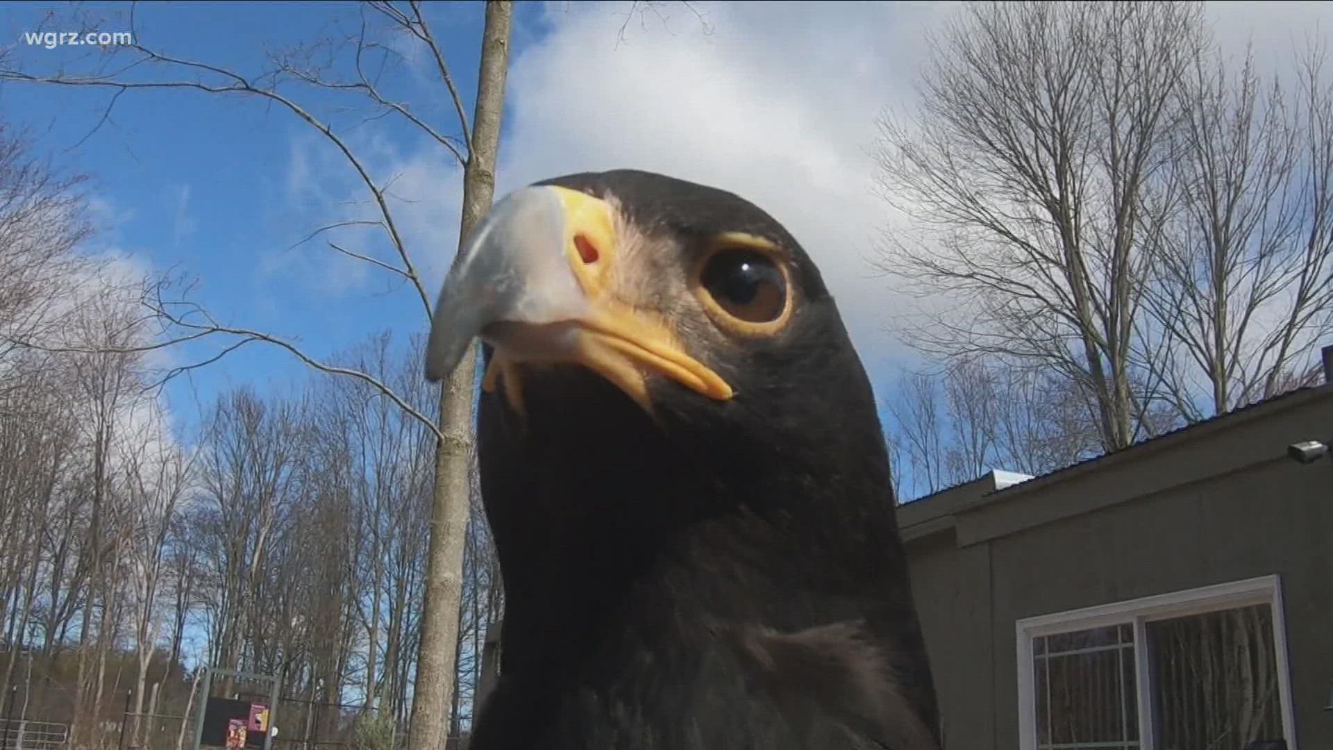 Hawk Creek Wildlife Center is working with other groups to conserve Eagles worldwide.