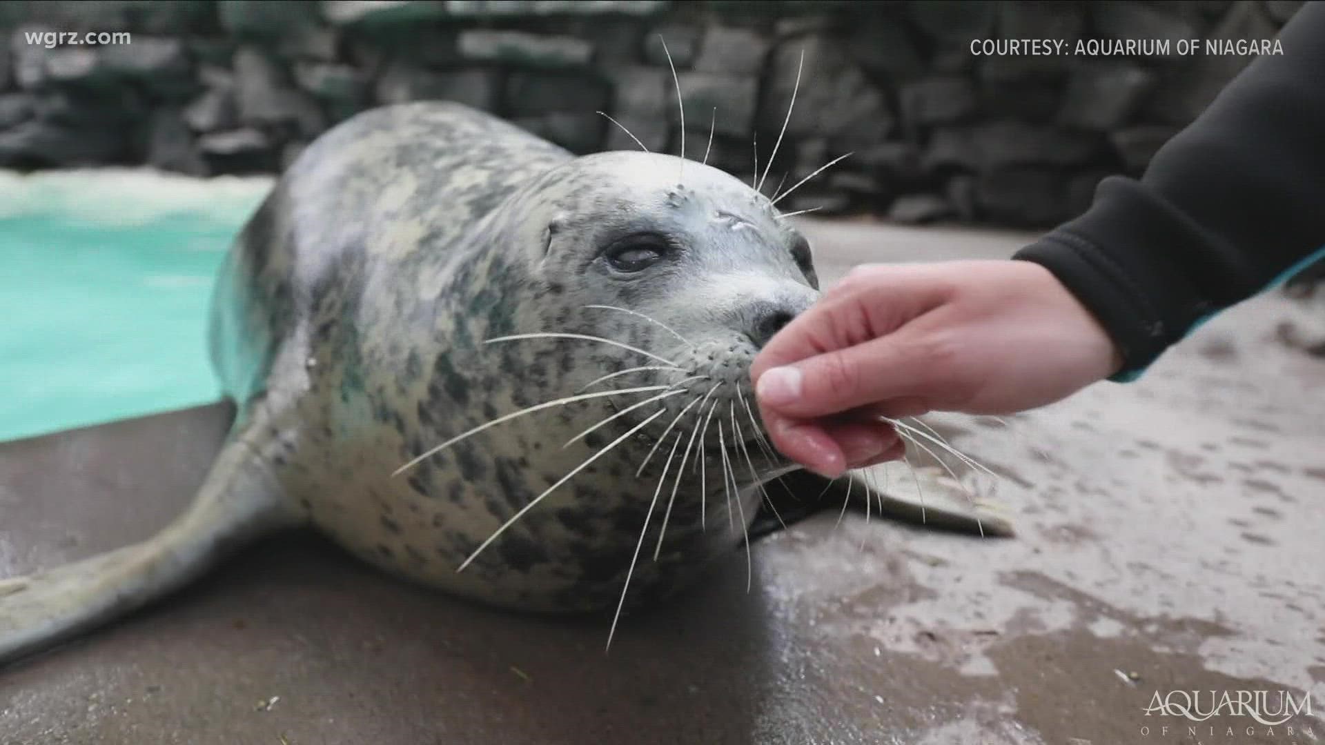 Aquarium Of Niagara  Harbor Seal Sandy Has Died