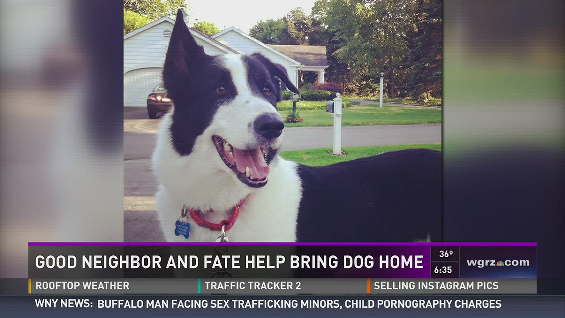 Good Neighbor and Fate Help Find Lost Dog After 4 Months | wgrz.com