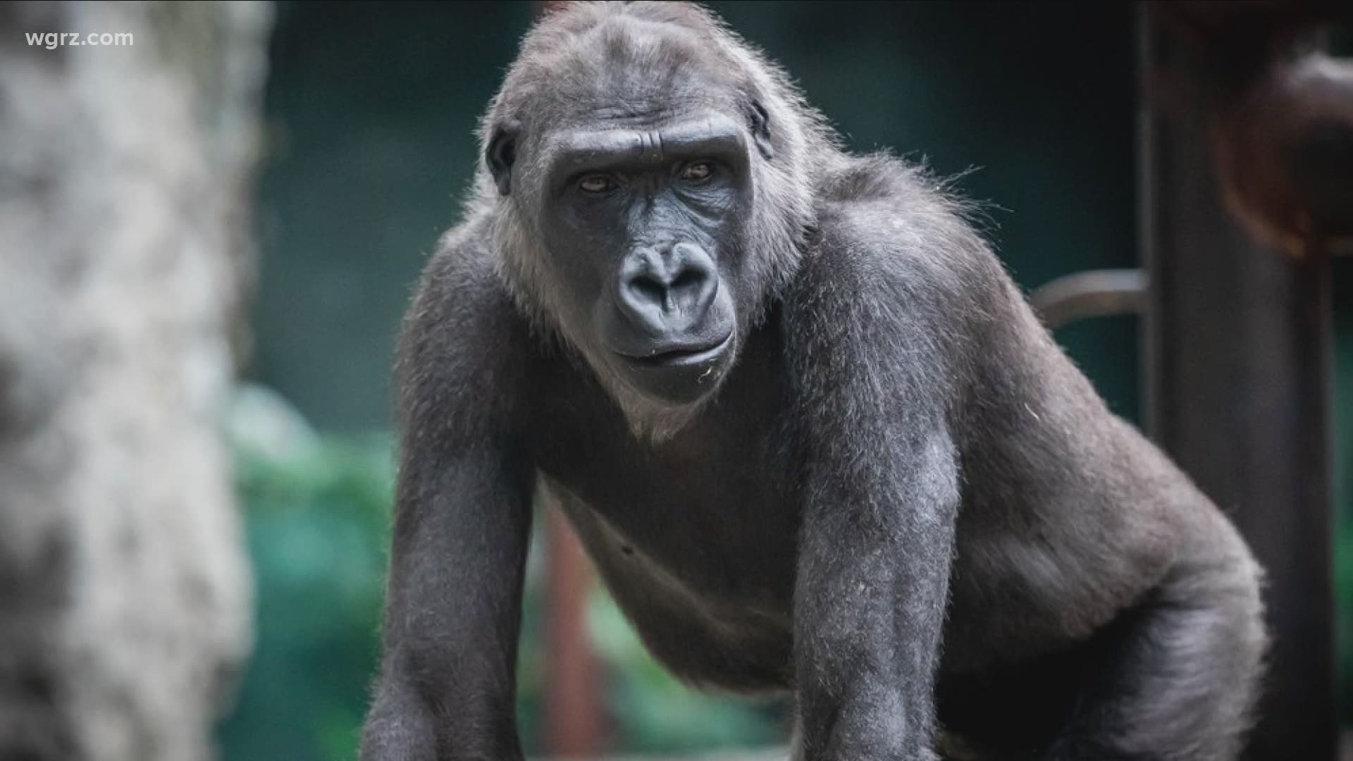 She got a full physical earlier this week, and it included a cardiac exam, something that the zoo noted is important for gorillas as they get older.