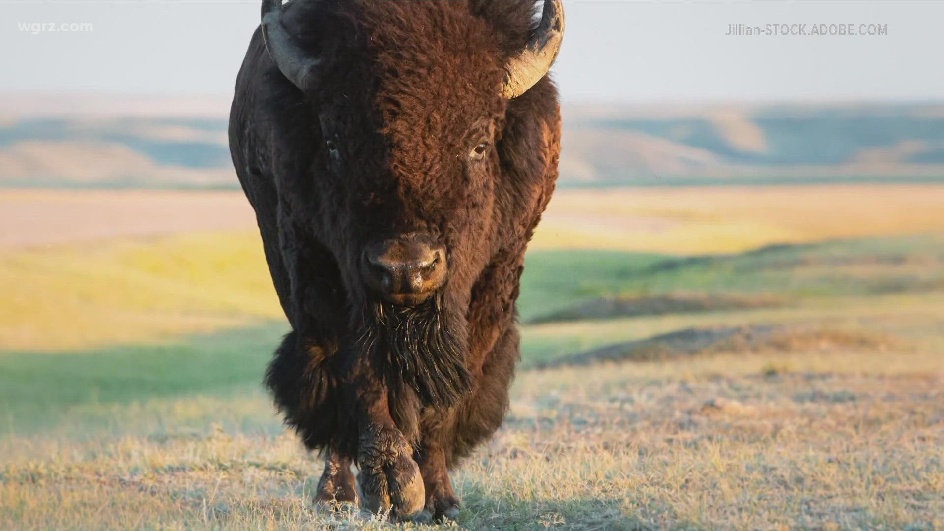 Bison to be released on Seneca Nation reservation in Cattaraugus County