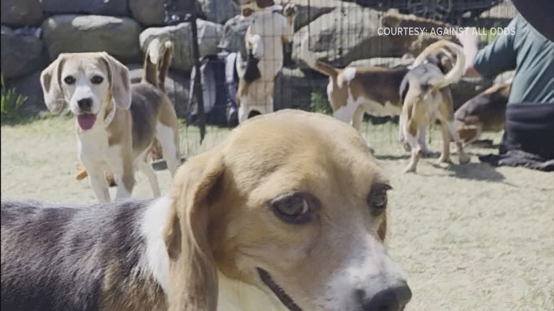 Beagles freed from a Wisconsin facility get medical care at local sanctuary