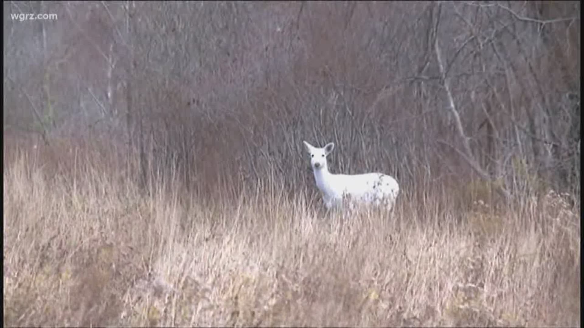 2 the Outdoors: Good News For The Seneca White Deer