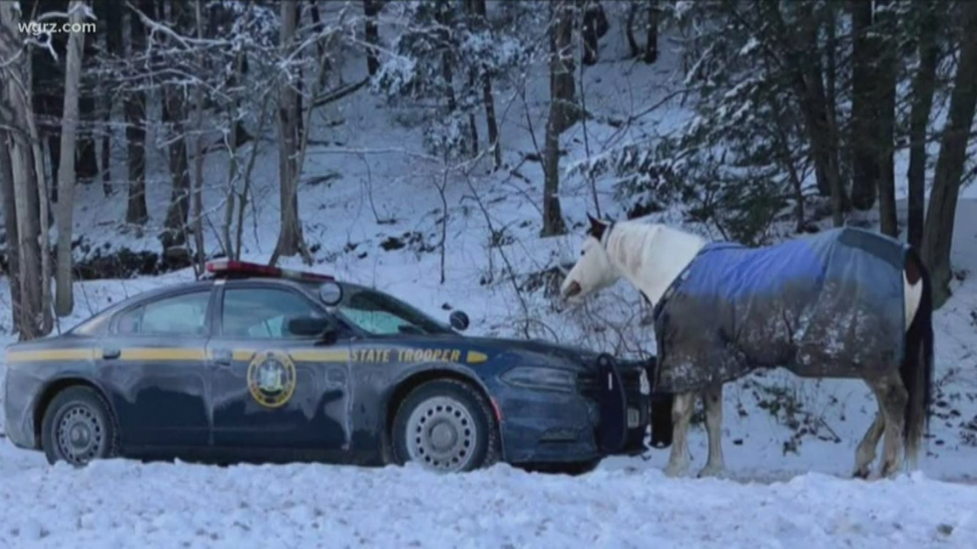 State Police say the trooper tried to lure the horse back to his home with alfalfa, but he was more interested in licking the salt off the patrol car.
