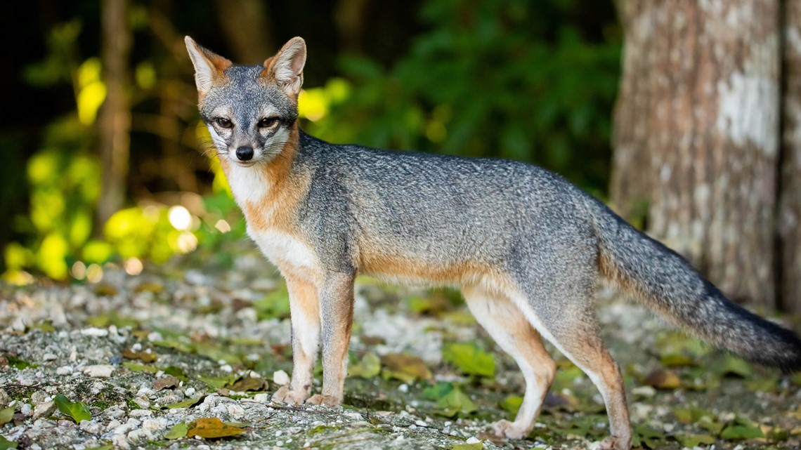 Rabid gray fox bites two people in Chautauqua County | wgrz.com