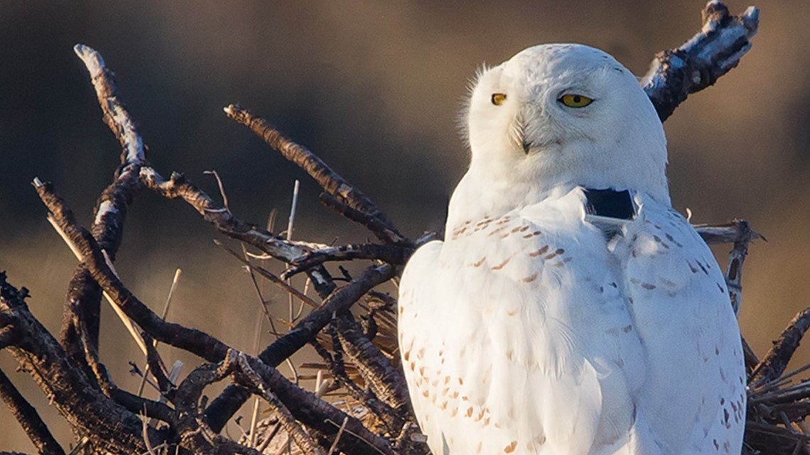 2 The Outdoors: Project Snowstorm, tracking snowy owls | wgrz.com