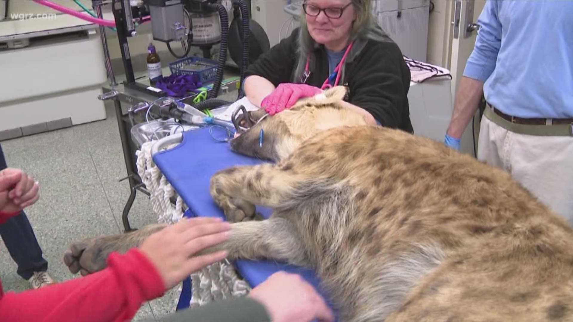 Buffalo Zoo: Grungie The Hyena Gets A Physical