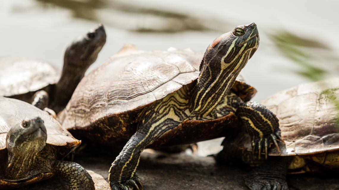 NYS DEC reminds motorists to watch out for turtles during nesting ...