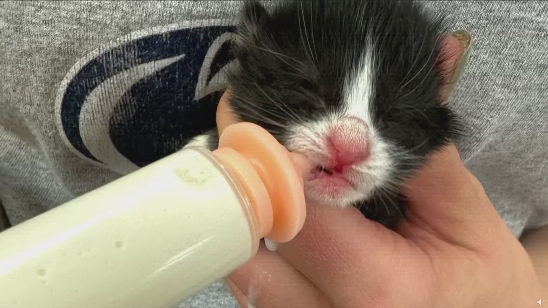 Celebrate WNY: Kittens rescued from landfill in Chautauqua County