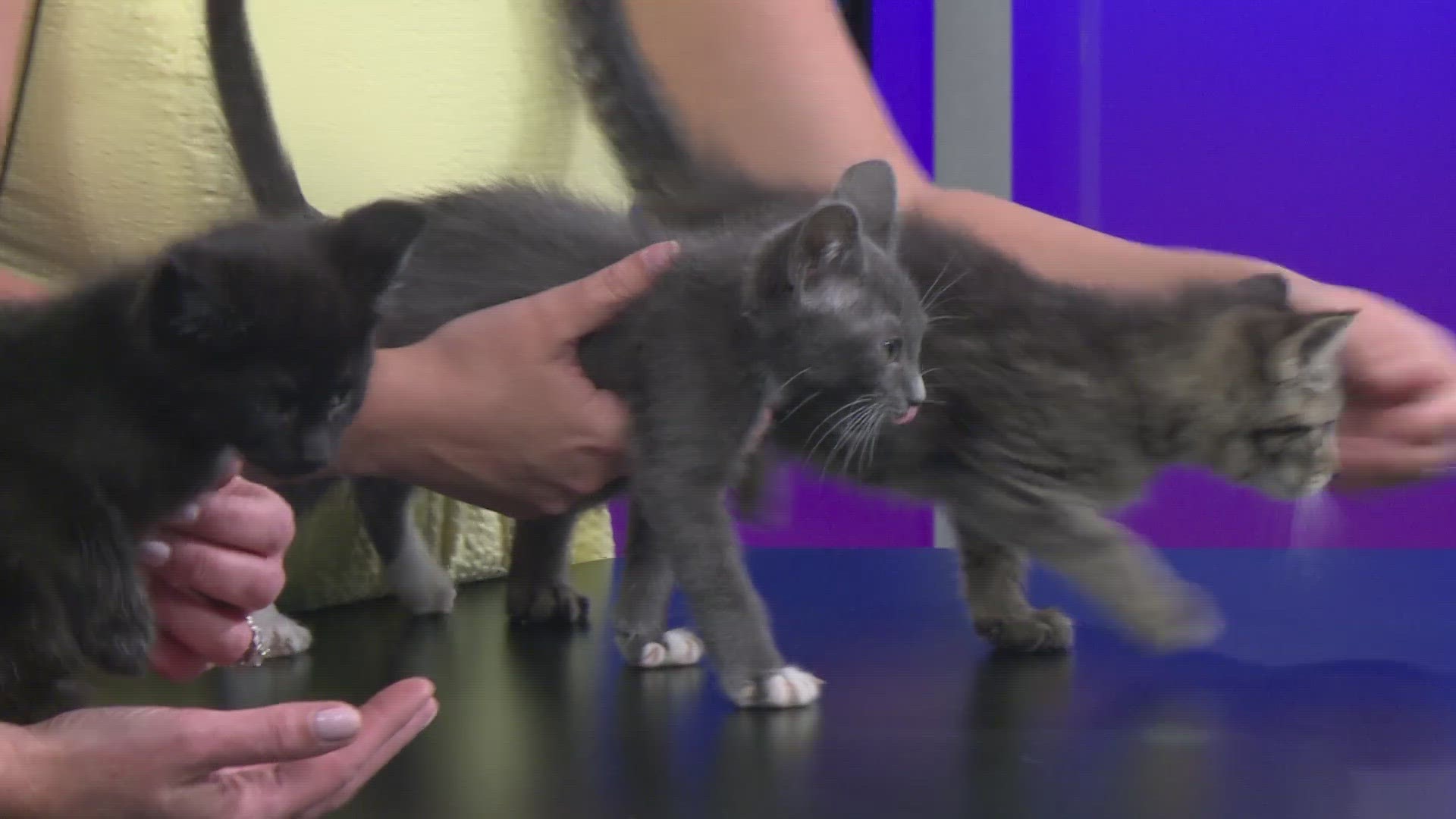 The 10 Lives Club shows us some new kittens