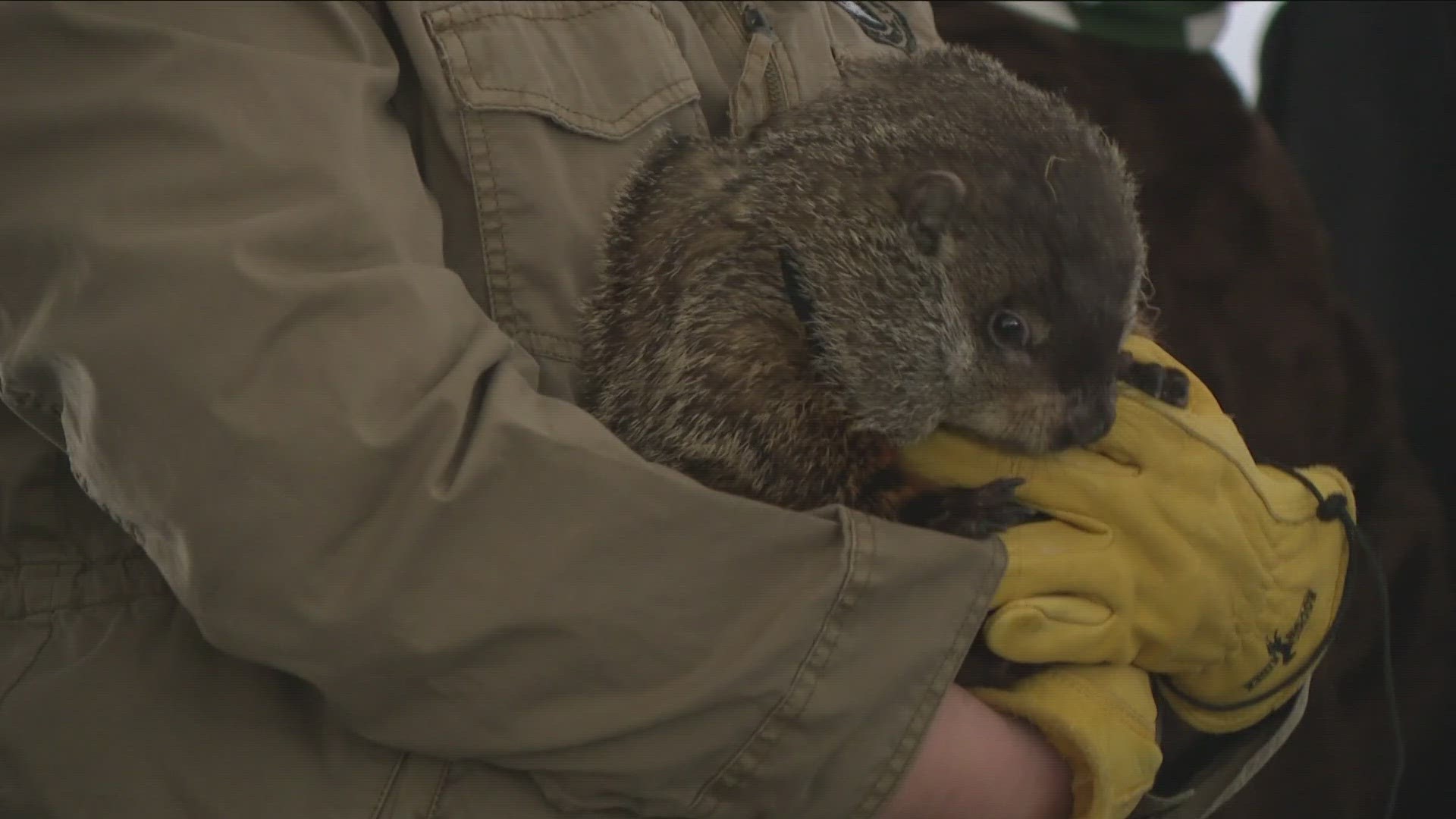 The Buffalo Groundhog Society held its 11th annual Buffalo Groundhog Day celebration Saturday at Flying Bison Brewery.