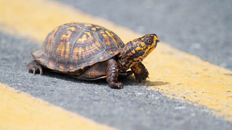NY DEC encouraging people to slow down and brake for turtles