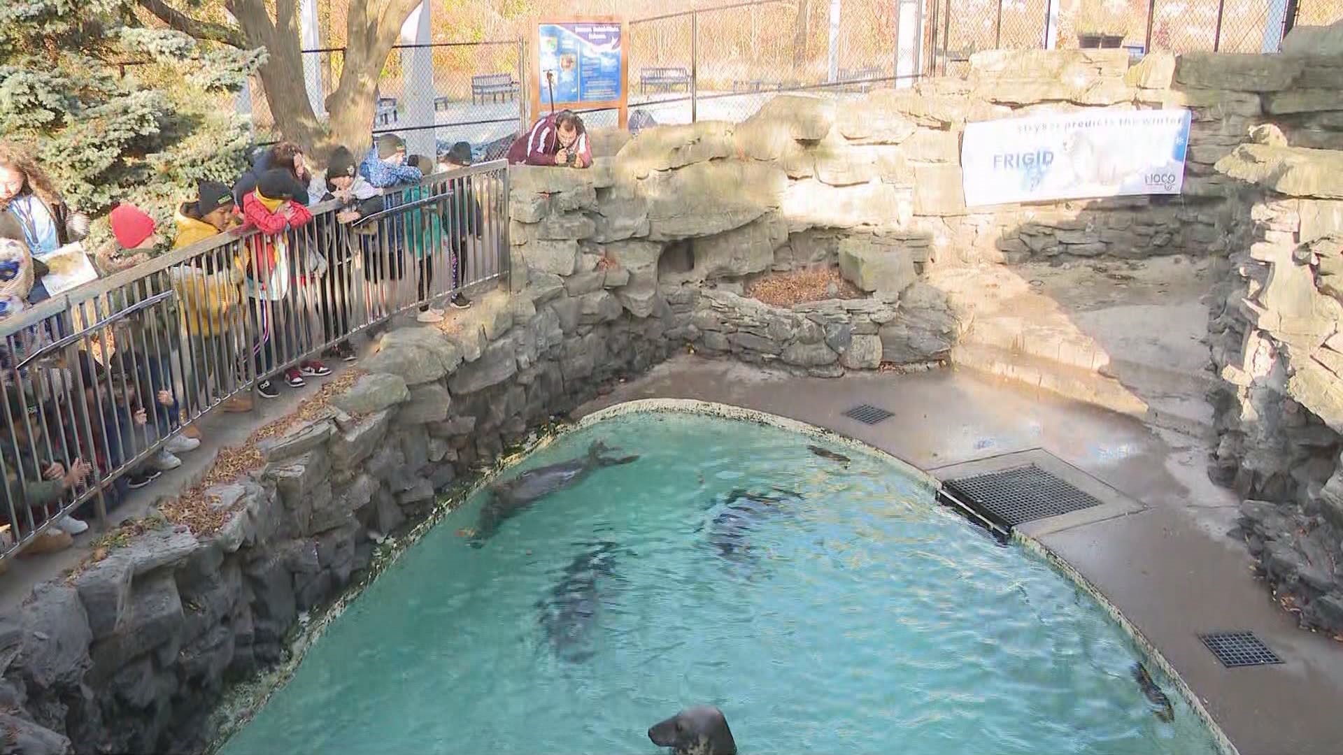 Stryker the sea lion at the Aquarium of Niagara predicts if we will have a cold or frigid winter this year.
