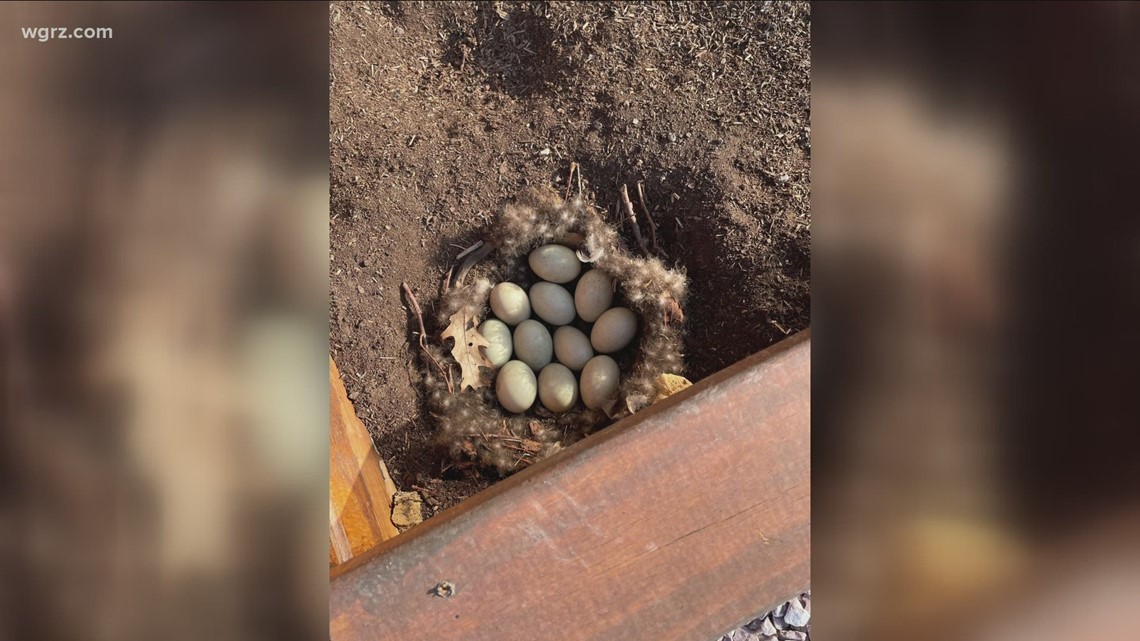WATCH: Ducklings to hatch soon at Windom Elementary School - Vimarsana News
