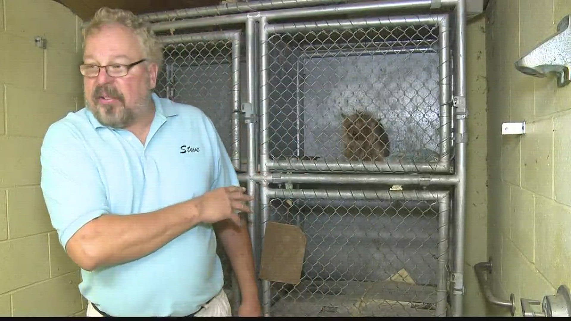 Concerns over conditions at Dunkirk Animal Shelter