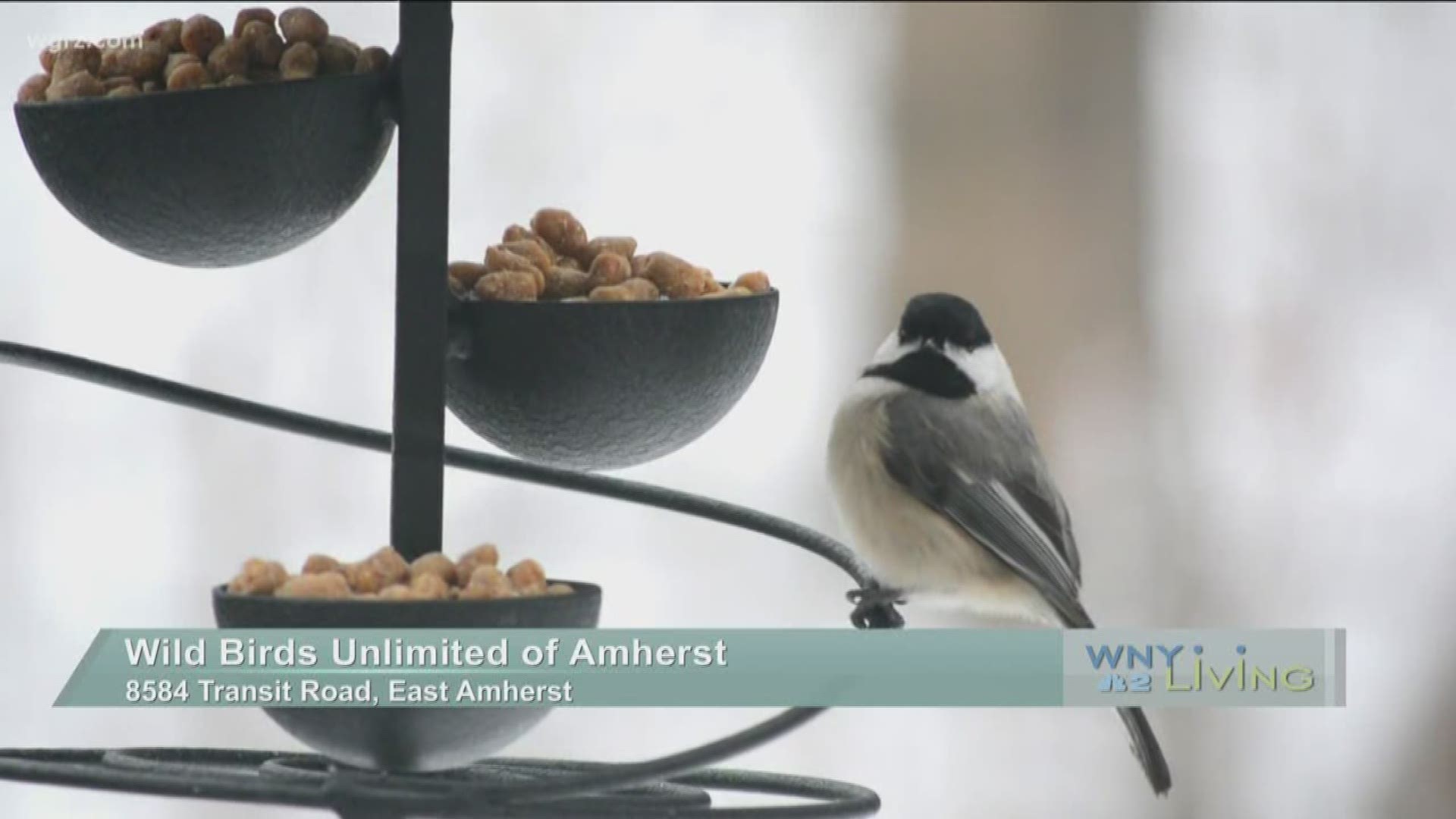 December 7 - Wild Birds Unlimited (THIS VIDEO IS SPONSORED BY WILD BIRDS UNLIMITED)