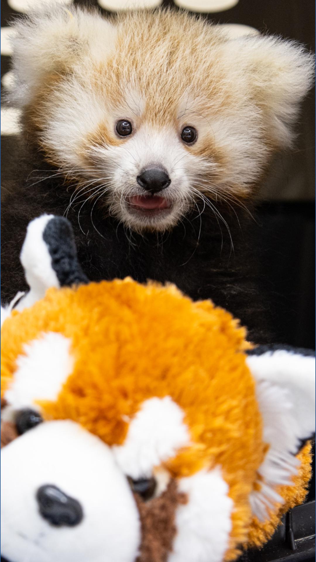 Buffalo Zoo celebrates new red panda cub arrival | wgrz.com