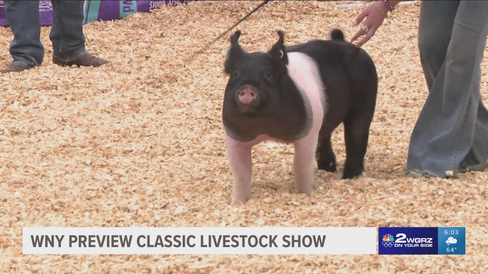 WNY Preview Classic Livestock Show