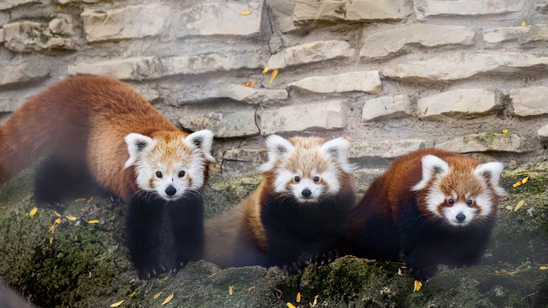 Buffalo Zoo’s red panda cubs make outdoor debut | wgrz.com
