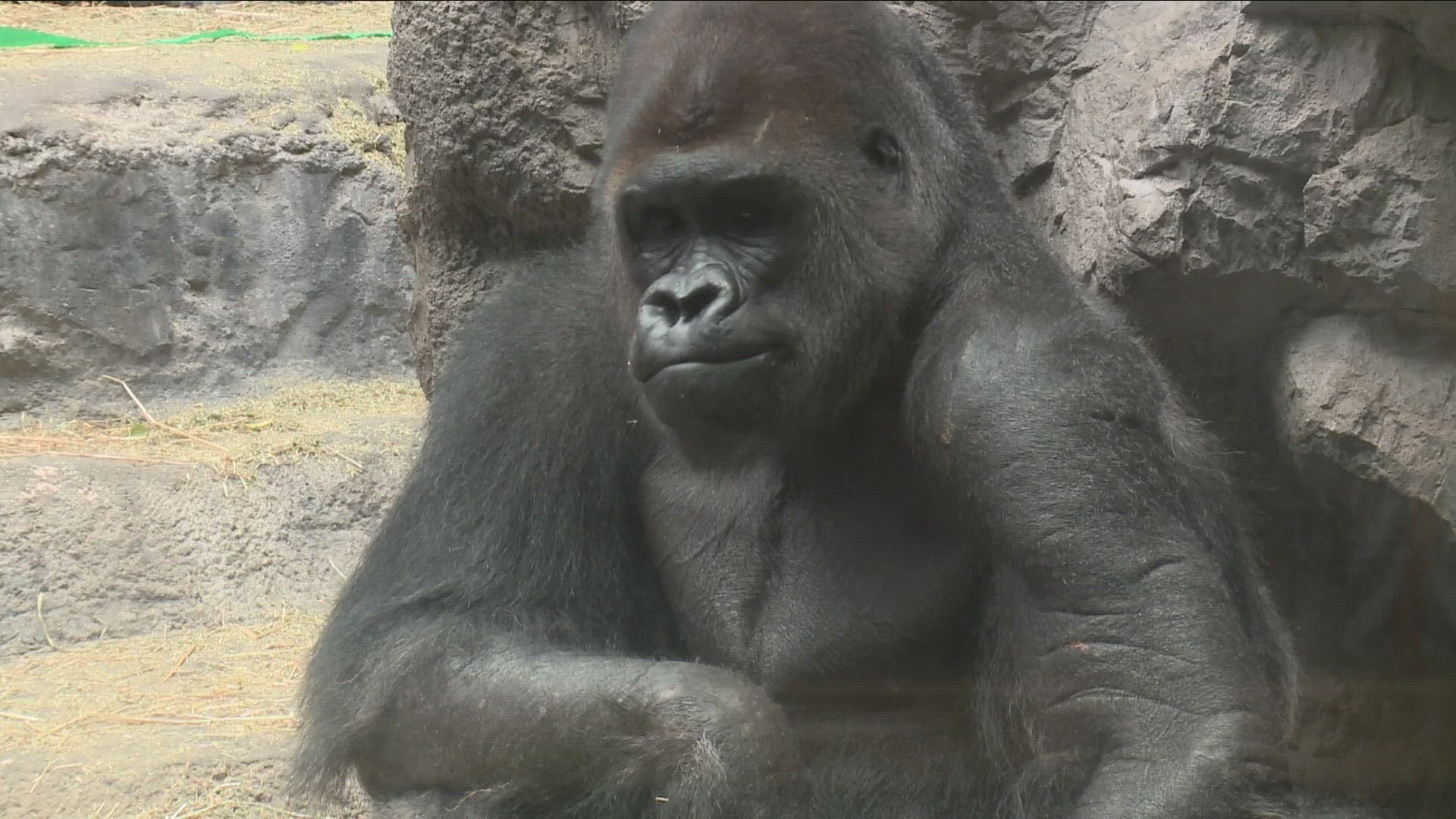 Buffalo Zoo Koga the Gorilla has died at the age of 36