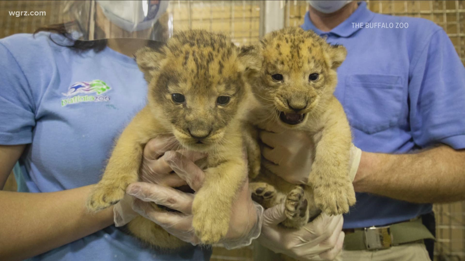 Two Lion cubs born at The Buffalo Zoo