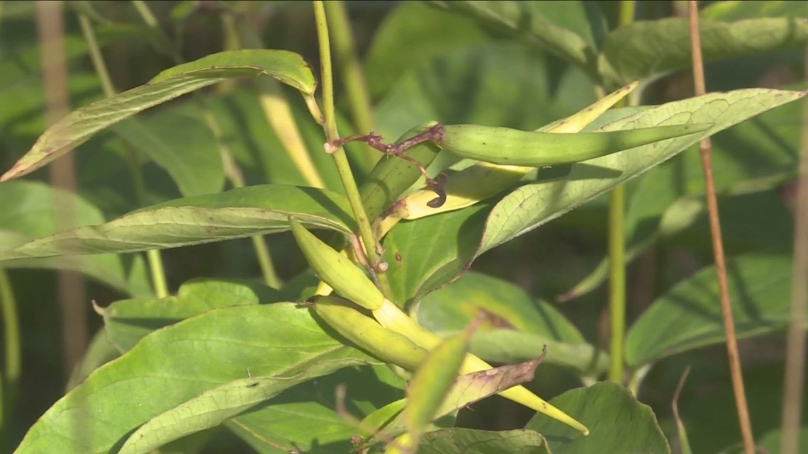 2 The Outdoors: Invasive plant impacting WNY