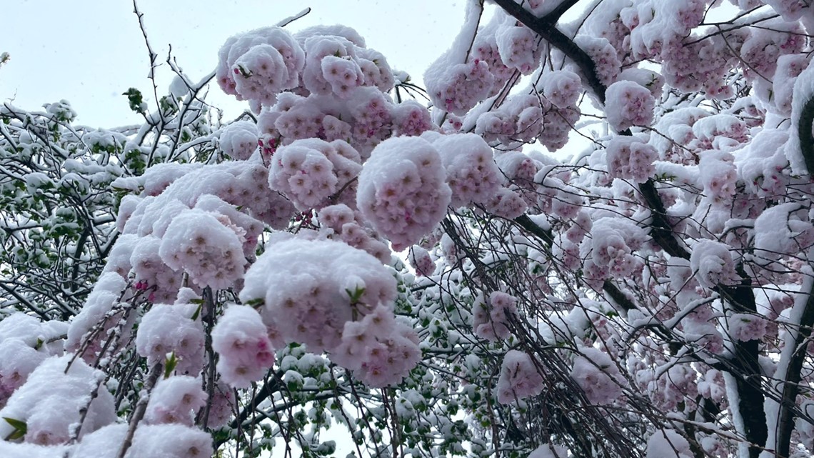 Football weather: Snow in Buffalo gives a winter wonderland effect